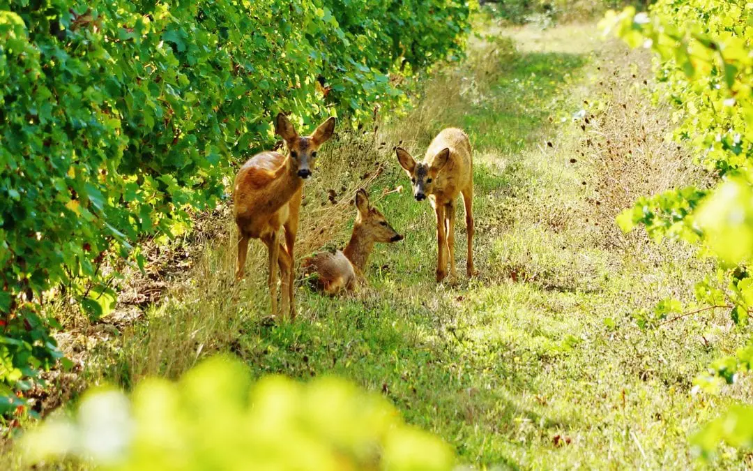 About Organic Wines